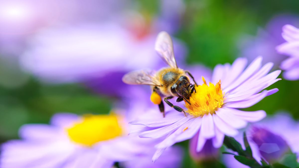 A bee sitting on a purple flower